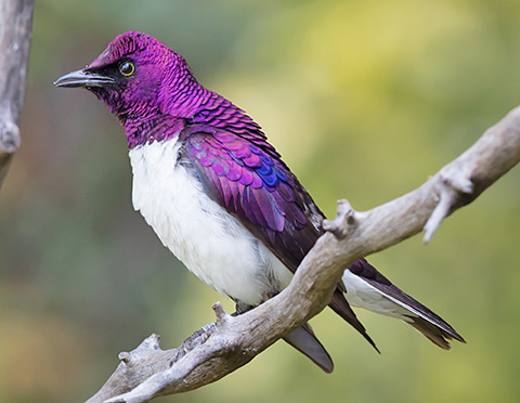 Violet-backed Starling male